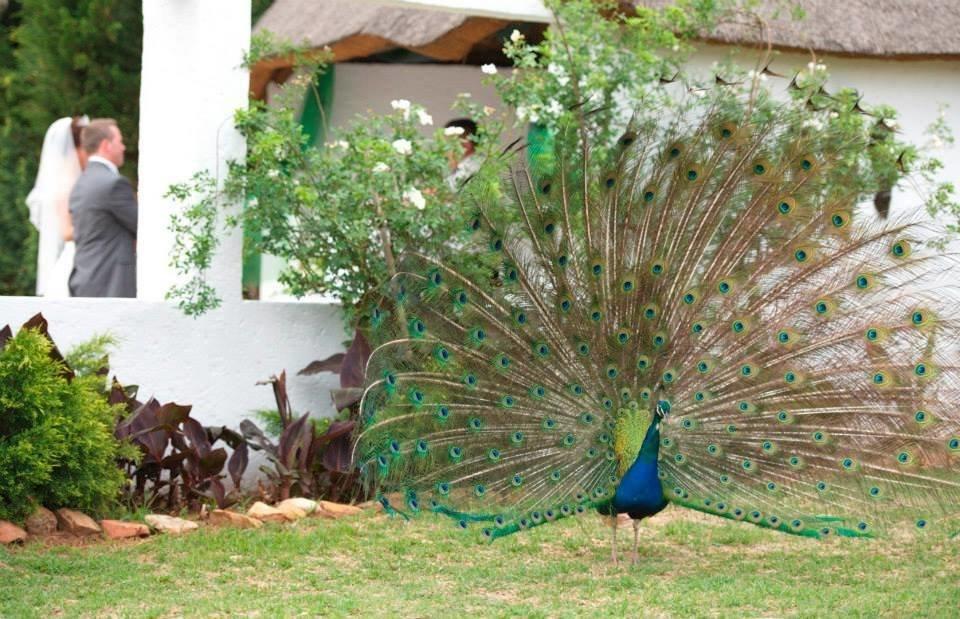 Warembo Lodge Grootvlei Экстерьер фото